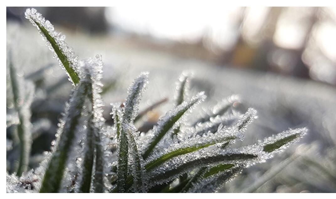 Chance of Frost – L'Ami's Garden Centre