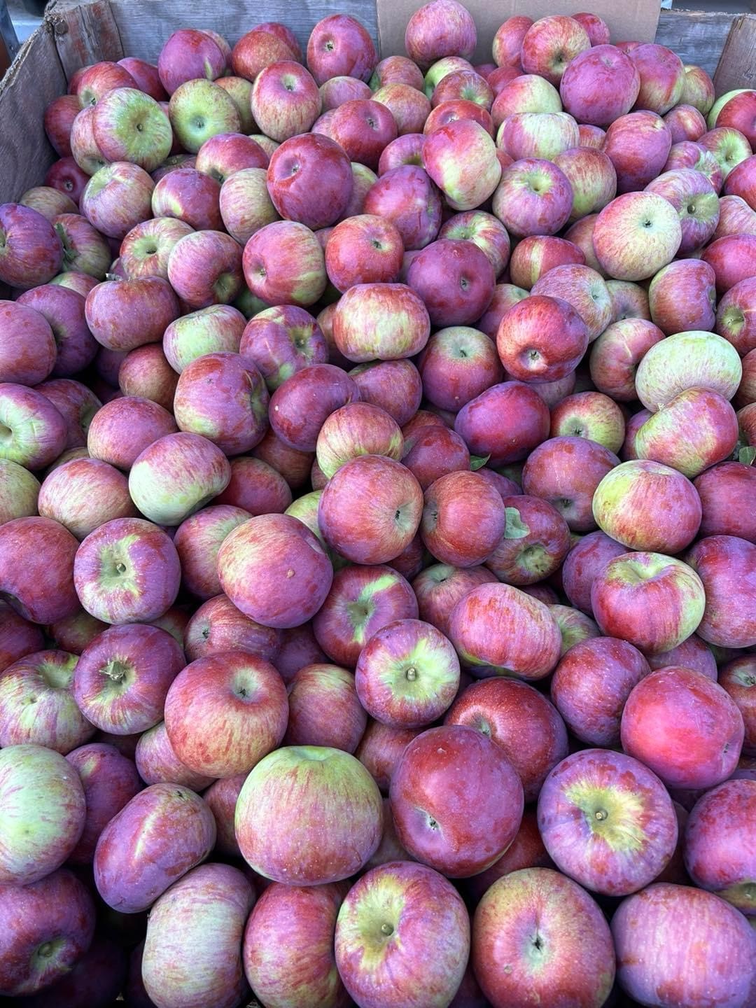 🍏ONTARIO APPLES 🍎 – L'Ami's Garden Centre
